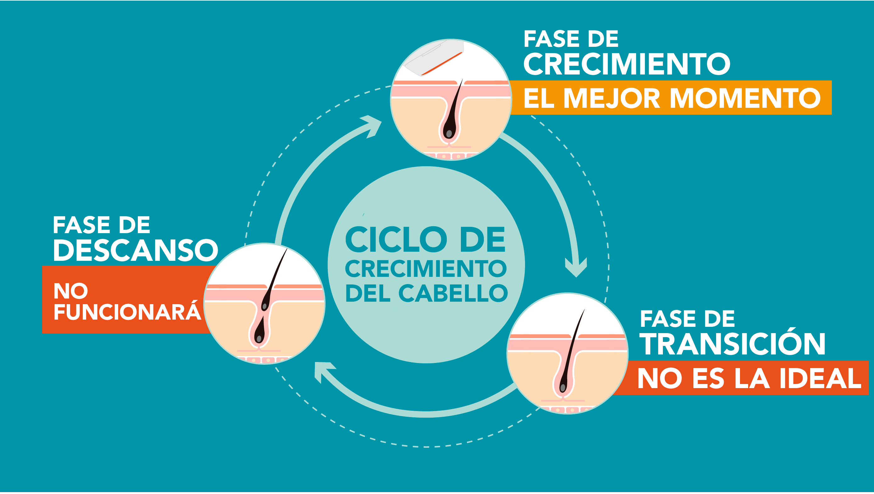 El ciclo de crecimiento del vello humano.