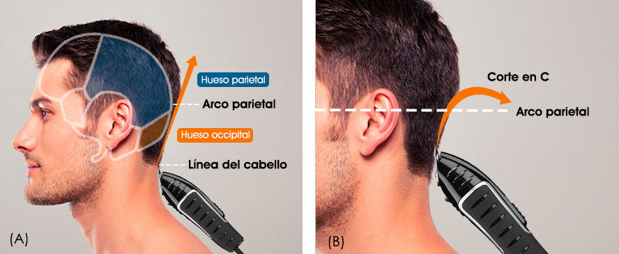 Ubica el arco parietal / corte en C o movimiento cresciente para entresacar